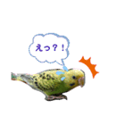 インコのまめです（個別スタンプ：15）