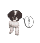はるじくんスタンプ1（個別スタンプ：4）