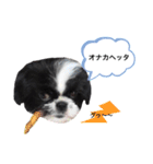 はるじくんスタンプ1（個別スタンプ：9）