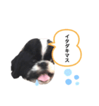 はるじくんスタンプ1（個別スタンプ：13）
