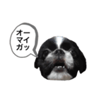 はるじくんスタンプ1（個別スタンプ：15）