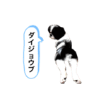 はるじくんスタンプ1（個別スタンプ：18）