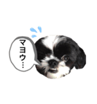 はるじくんスタンプ1（個別スタンプ：24）