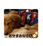 ダックスのくーたん（個別スタンプ：1）