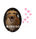 ダックスのくーたん（個別スタンプ：9）