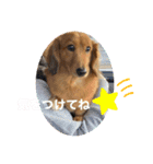 ダックスのくーたん（個別スタンプ：10）