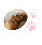 ダックスのくーたん（個別スタンプ：11）