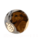 ダックスのくーたん（個別スタンプ：14）