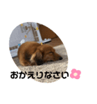 ダックスのくーたん（個別スタンプ：16）