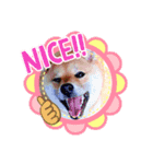 柴犬  コタローだよ（個別スタンプ：1）
