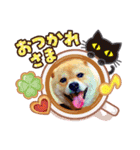 柴犬  コタローだよ（個別スタンプ：2）