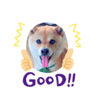 柴犬  コタローだよ（個別スタンプ：3）
