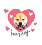 柴犬  コタローだよ（個別スタンプ：4）