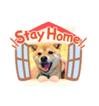 柴犬  コタローだよ（個別スタンプ：5）