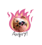 柴犬  コタローだよ（個別スタンプ：7）