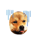 柴犬  コタローだよ（個別スタンプ：8）