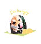 柴犬  コタローだよ（個別スタンプ：10）