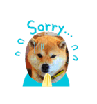 柴犬  コタローだよ（個別スタンプ：11）