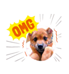 柴犬  コタローだよ（個別スタンプ：13）