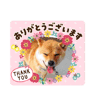 柴犬  コタローだよ（個別スタンプ：15）