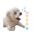 コロンちゃんのひとりごと（個別スタンプ：1）