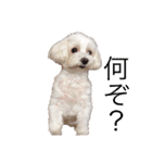 コロンちゃんのひとりごと（個別スタンプ：3）