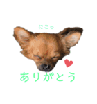 ロングコートチワワのレオくん（個別スタンプ：1）