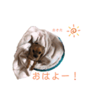 ロングコートチワワのレオくん（個別スタンプ：3）