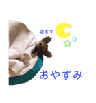 ロングコートチワワのレオくん（個別スタンプ：4）