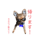 ロングコートチワワのレオくん（個別スタンプ：5）