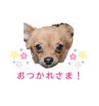 ロングコートチワワのレオくん（個別スタンプ：6）