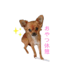 ロングコートチワワのレオくん（個別スタンプ：8）