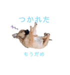 ロングコートチワワのレオくん（個別スタンプ：9）