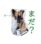 ロングコートチワワのレオくん（個別スタンプ：11）