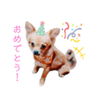 ロングコートチワワのレオくん（個別スタンプ：17）
