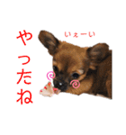 ロングコートチワワのレオくん（個別スタンプ：18）
