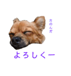 ロングコートチワワのレオくん（個別スタンプ：21）