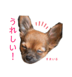 ロングコートチワワのレオくん（個別スタンプ：22）