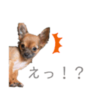 ロングコートチワワのレオくん（個別スタンプ：23）