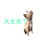 ロングコートチワワのレオくん（個別スタンプ：24）
