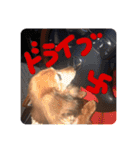 まさきくんのレイちゃんだよ（個別スタンプ：3）