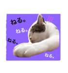 ろーりーにゃーちゃん（個別スタンプ：1）