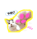 ろーりーにゃーちゃん（個別スタンプ：5）