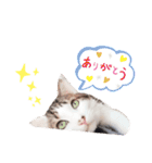 ろーりーにゃーちゃん（個別スタンプ：7）