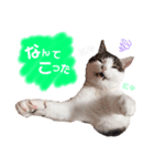ろーりーにゃーちゃん（個別スタンプ：8）