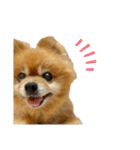 ポメラニアンのポロ（個別スタンプ：1）