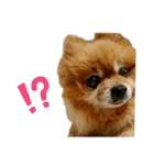 ポメラニアンのポロ（個別スタンプ：3）