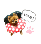 ポメラニアンのポロ（個別スタンプ：7）