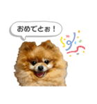 ポメラニアンのポロ（個別スタンプ：8）