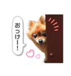 ポメラニアンのポロ（個別スタンプ：9）